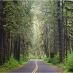 hoh-rainforest-road