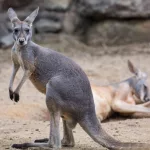 getty_kangaroo_122024830079