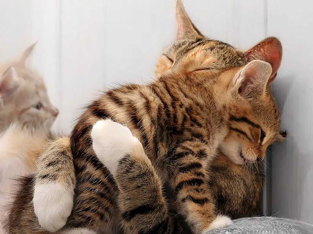 kitten-hugs