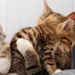 kitten-hugs