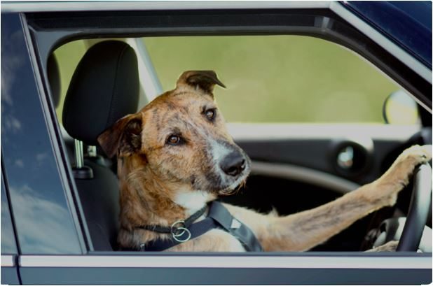 New state law protects people who save babies or pets from hot carsMyClallamCounty.com