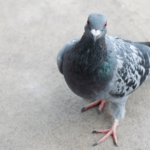 pigeon-png