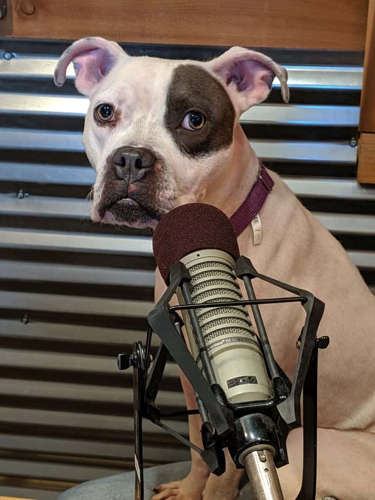 dog-at-mic