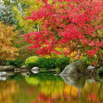 anderson-japanese-gardens-fall-1000x553-1-png