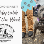 adoptable-pet-of-the-week-with-noahs-ark-png