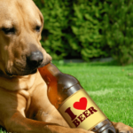 dog-beer-png