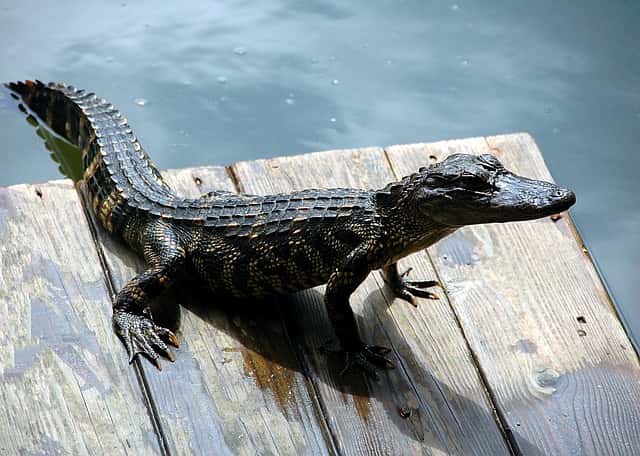 alligator-1657424_640-jpg