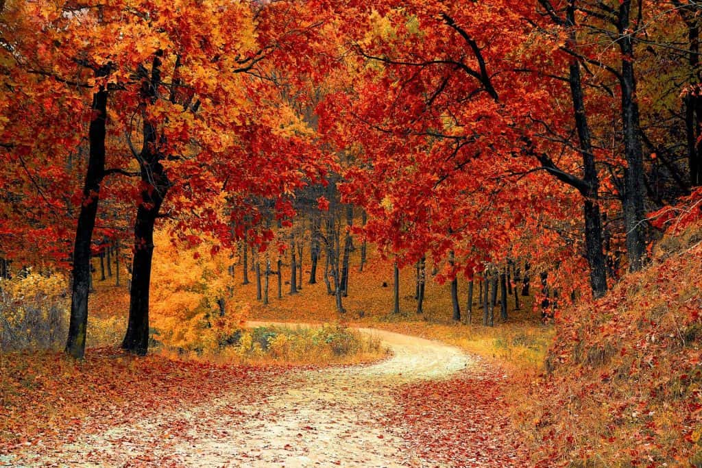 fall-1072821_1920-jpg