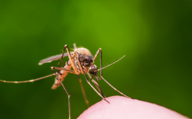 west-nile-png