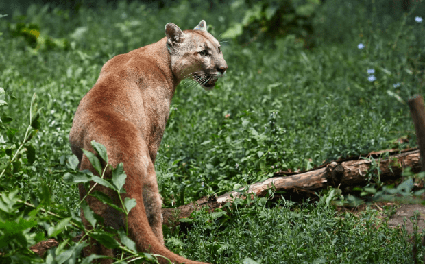 cougar-png