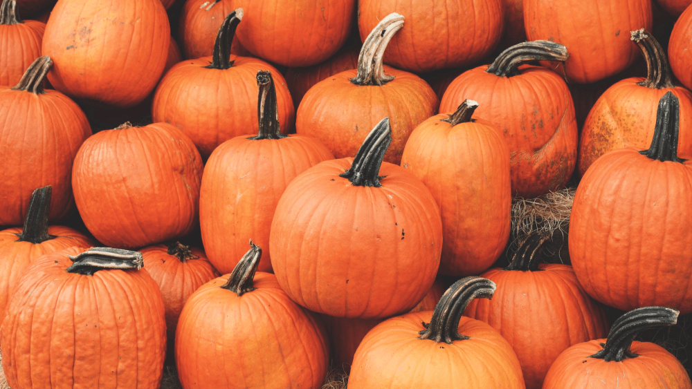 pumpkin-patch-png