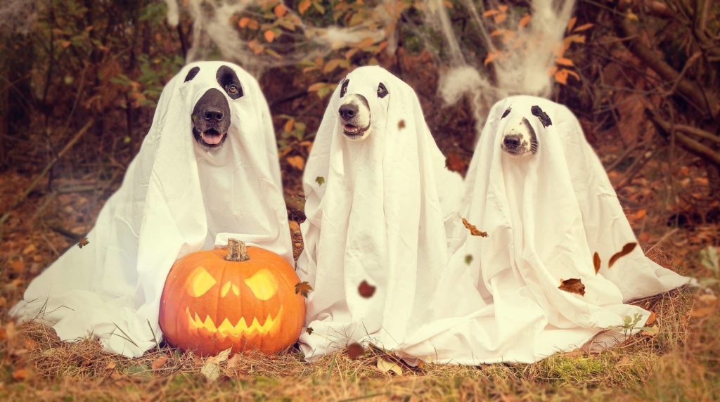 halloween-2870607_1920-jpg-3