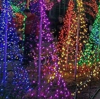 xmas-trees-jpg