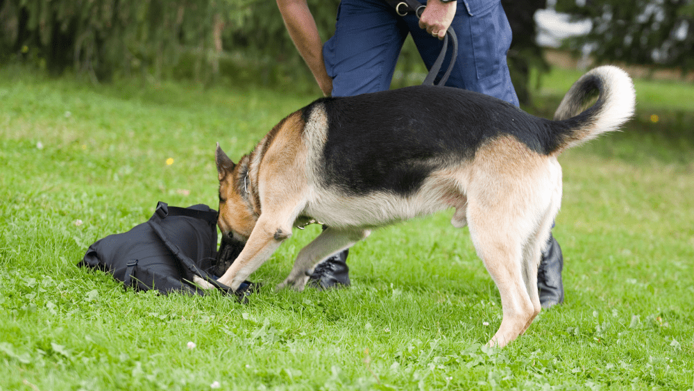 k-9-png-2