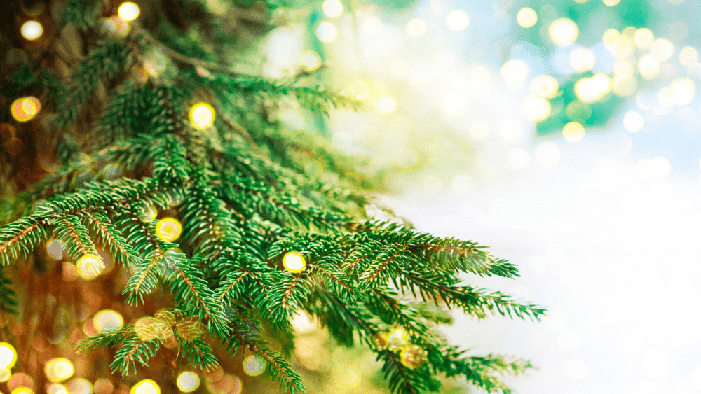 tree-1-png