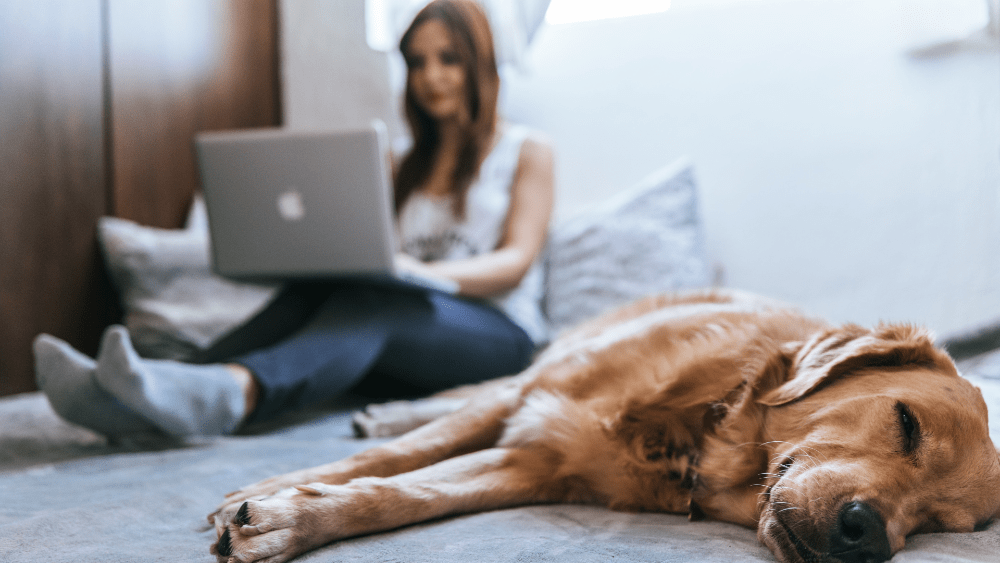 dognap-png