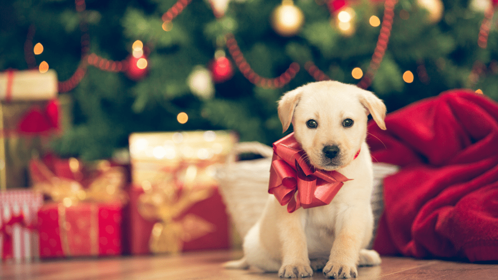 christmas-pup-png