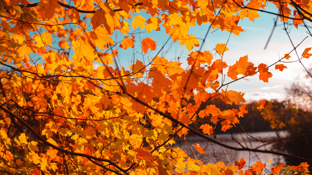 tree-png-4