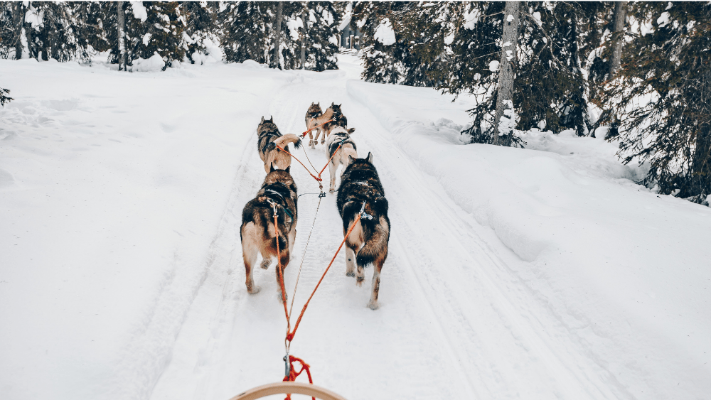 dog-sled-png