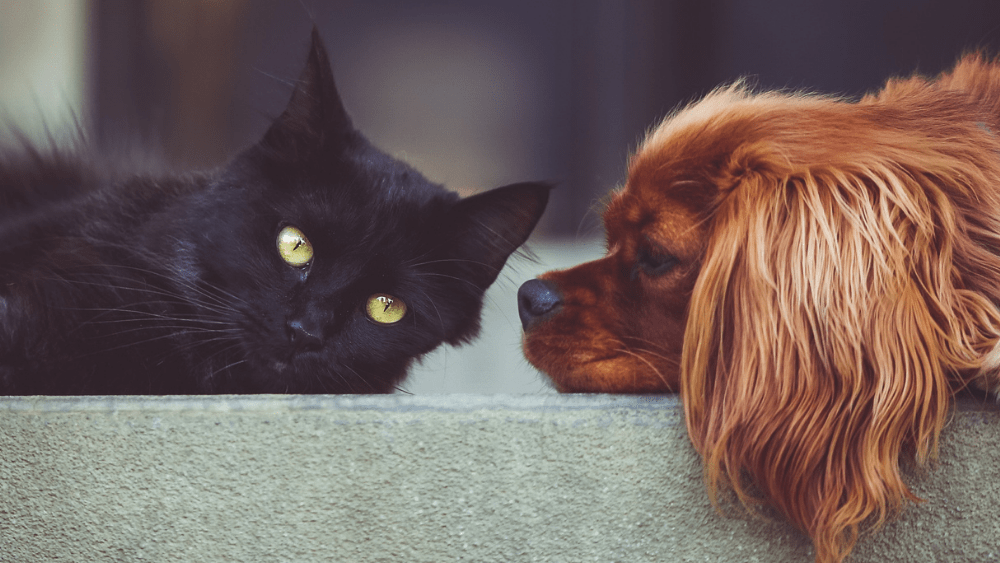 pets-png