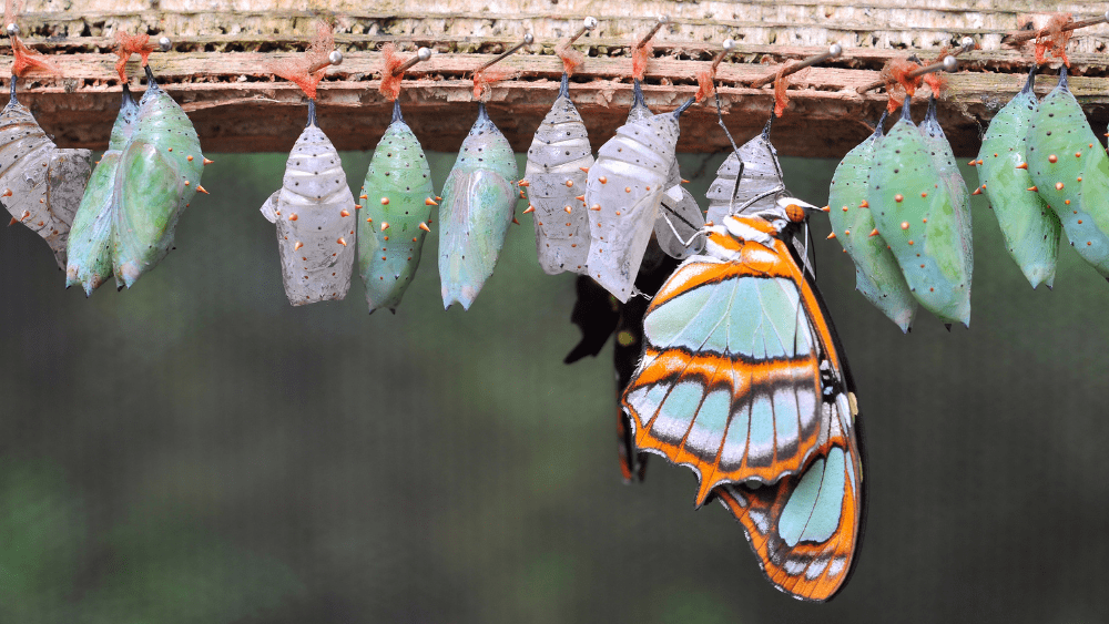 butterflies-png