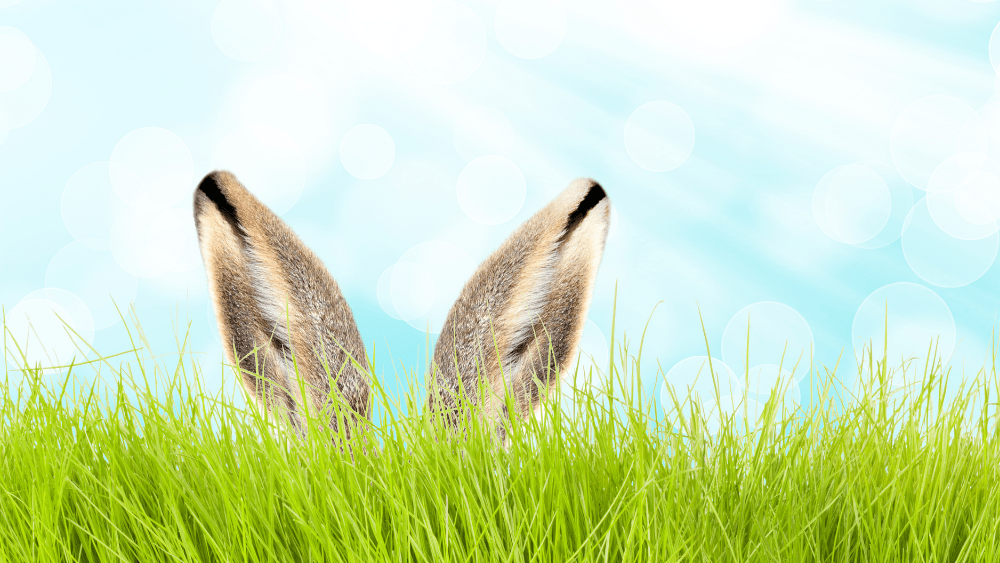 easter-bunny-png
