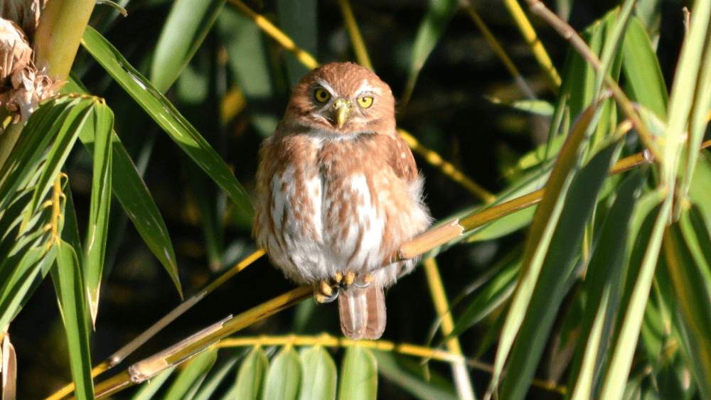 baby-owl-png