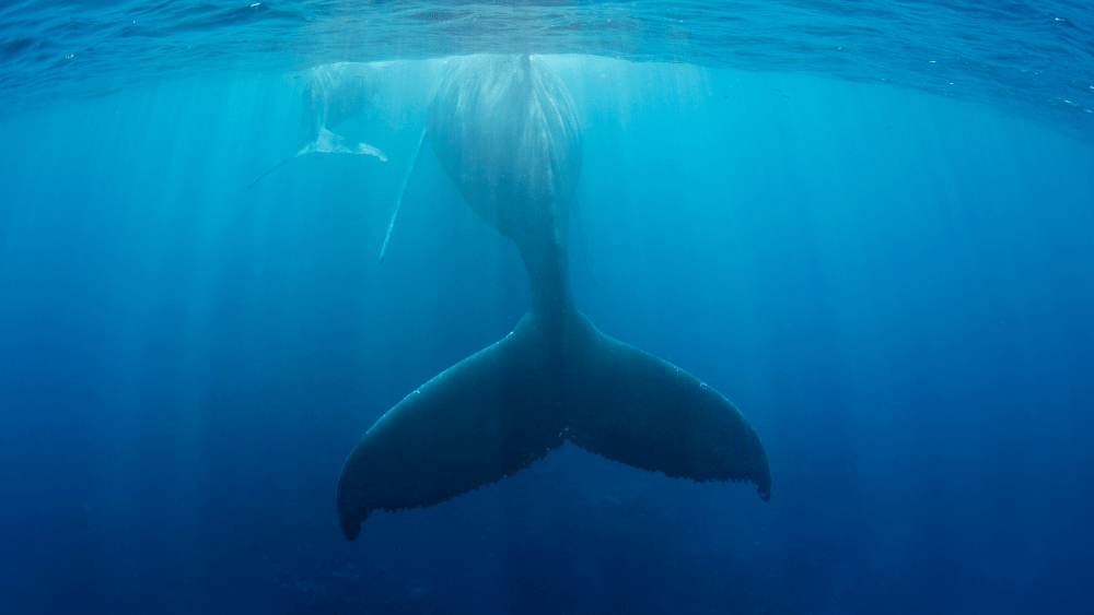 whales-png