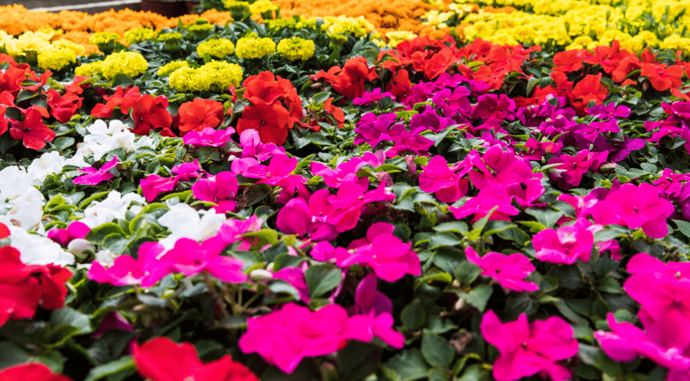 plant-sale-png