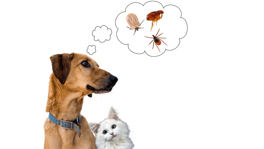 protect-pets-png