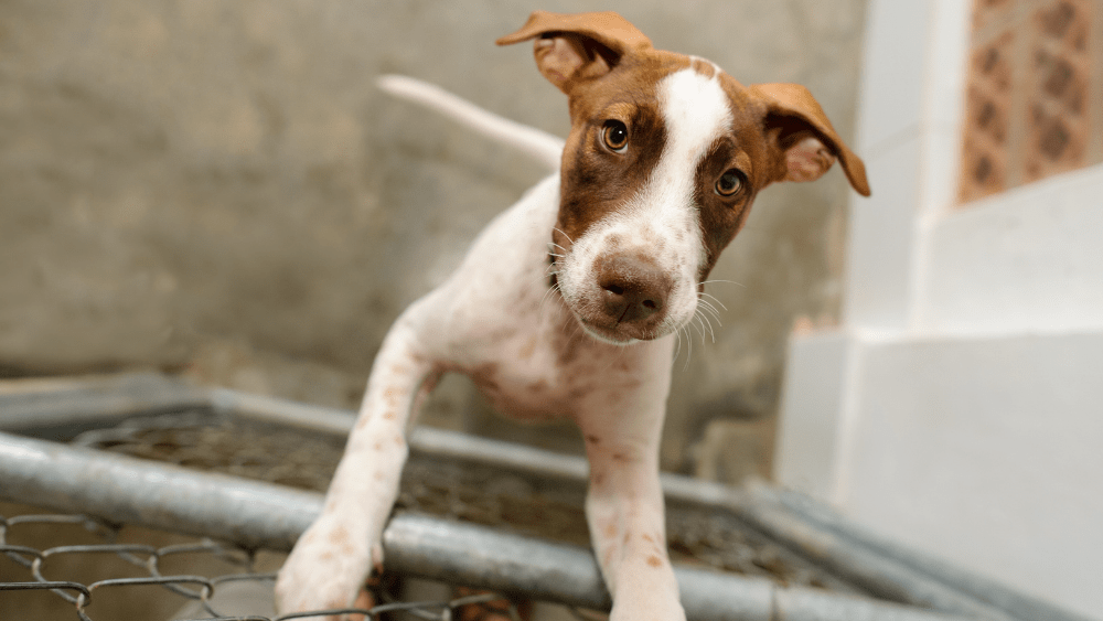 rescue-png