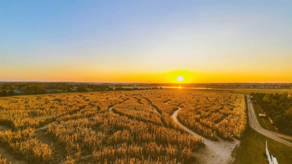 corn-maze-png-2