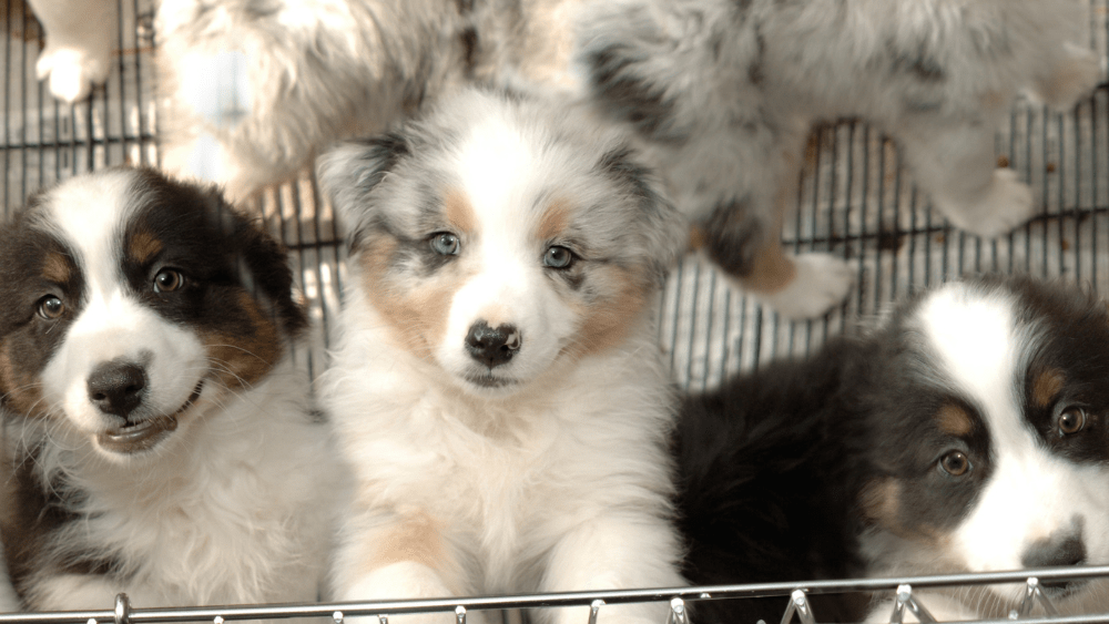 puppy-mills-png