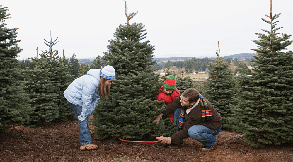 xmas-tree-cutting-png-3