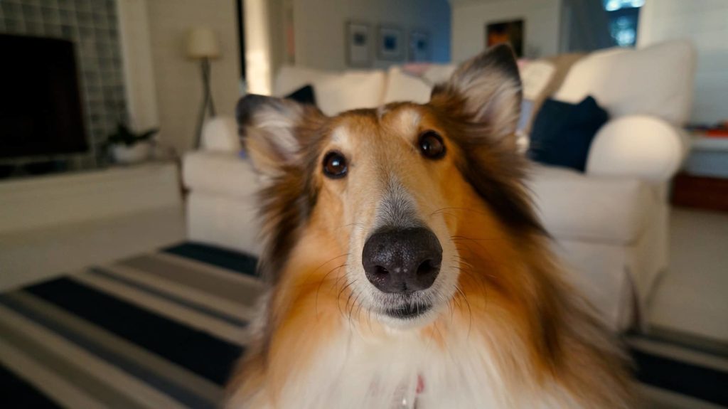dog-705820_1920-jpg-5