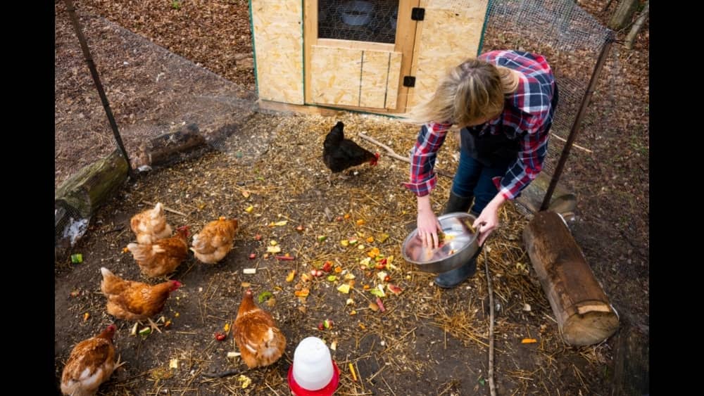 backyard-chickens-jpg