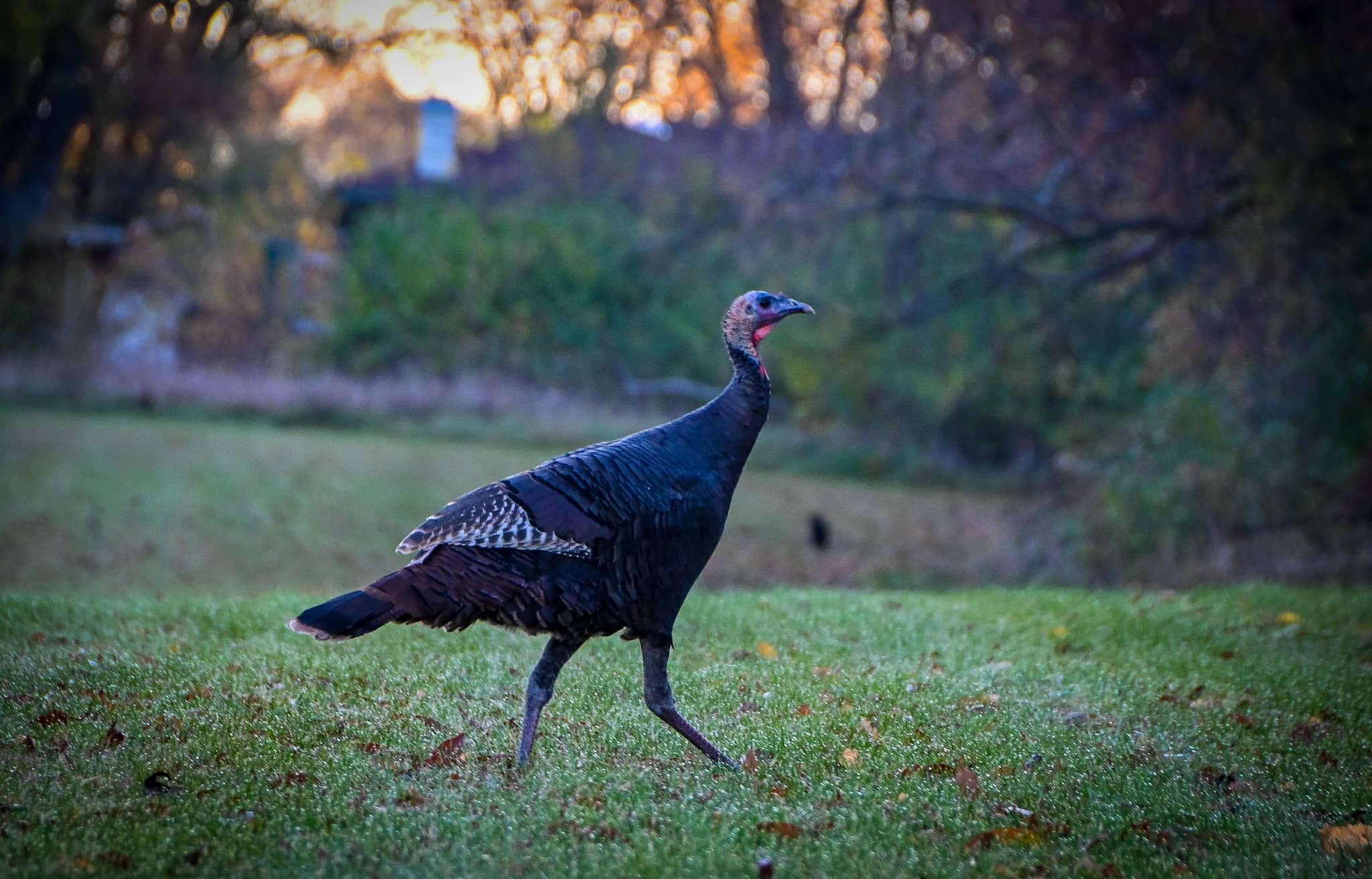 Turkey, Illinois Extension