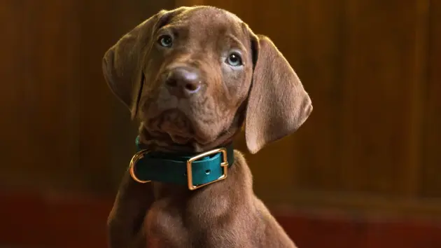 e_scoobydooorigins_060826449298