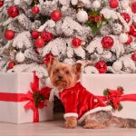 istock-1157044001