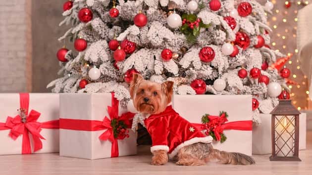 istock-1157044001