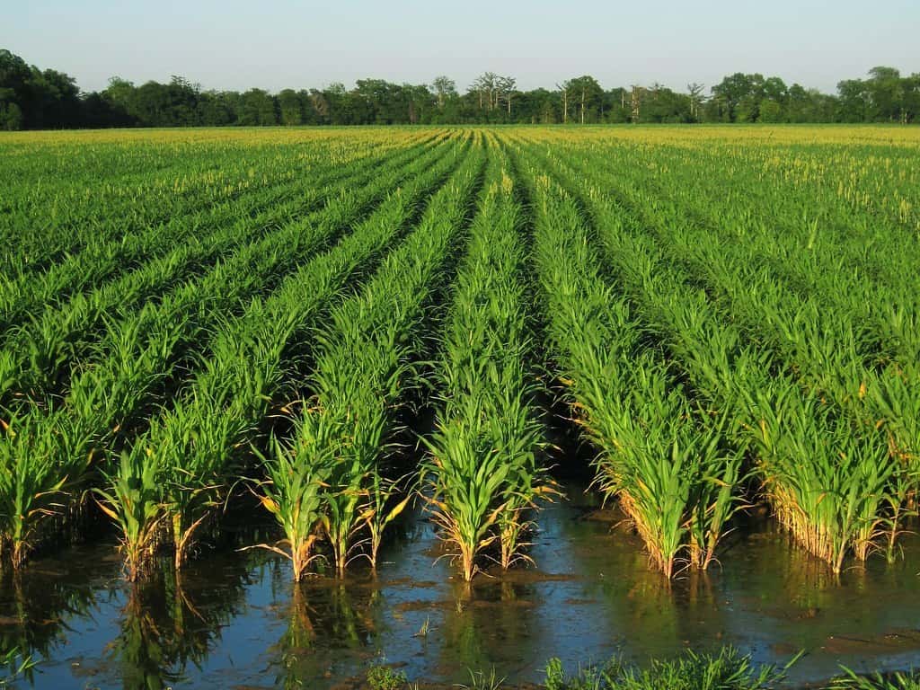 U of A releases new longgrain Clearfield rice variety Deltaplex News