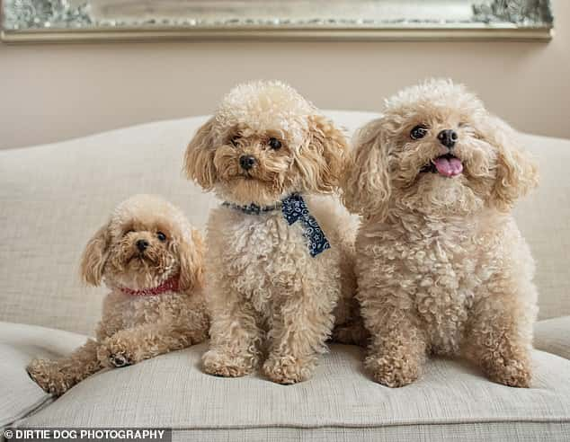 3 white poodles