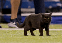 black cat metlife stadium on field