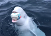 beluga whale in water with rugby ball in mouth
