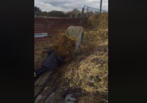 woman falls face first into wheelbarrow of manure