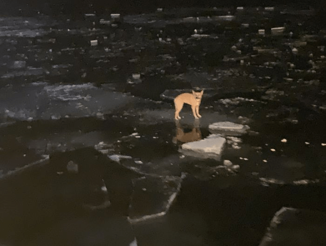 dog stuck on ice floe