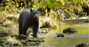 black bear